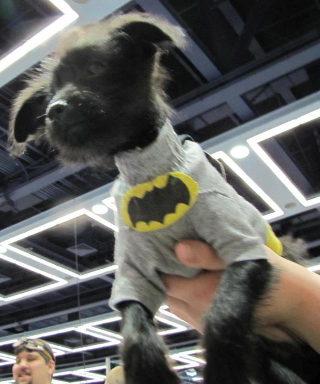 Emerald City ComicCon 2011 - Batdog!