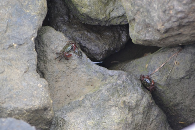 My SDCC adventure-crabs