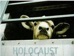 Holocaust Victim - Baby cows for veal