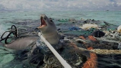 Plastic Pollution - Seals trapped