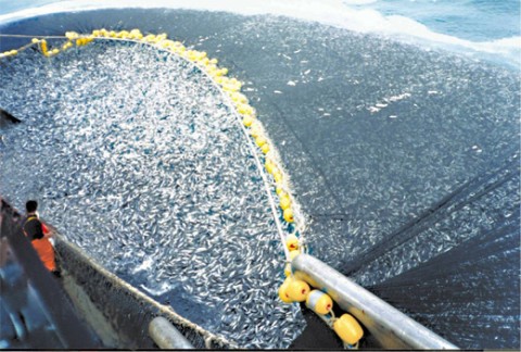 An example of the disaster of overfishing