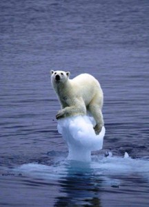 Polar Bear trapped on ice frgrment