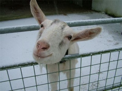 Goat smiles for the camera